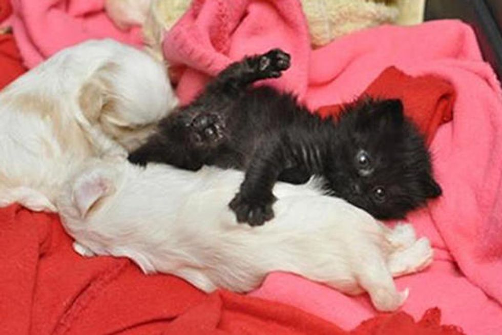 Orphan Kitten Adopted By Maltese Shelter Dog