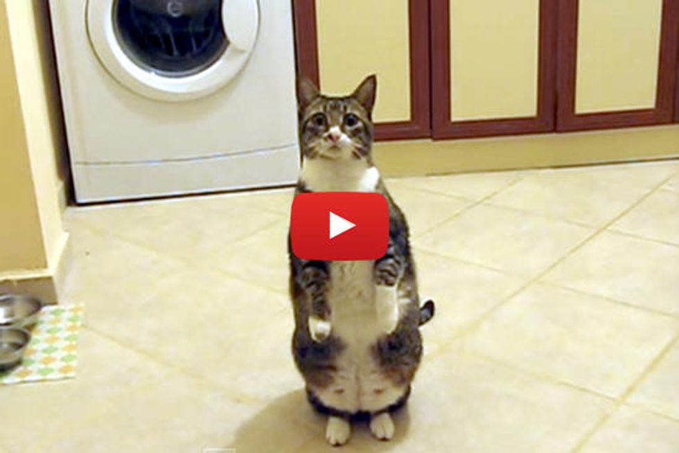 Cat Standing Up