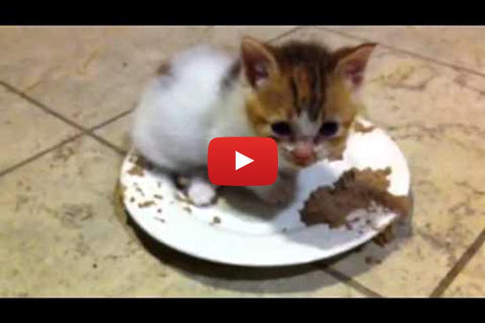 Tiny Kitten Purring In Food