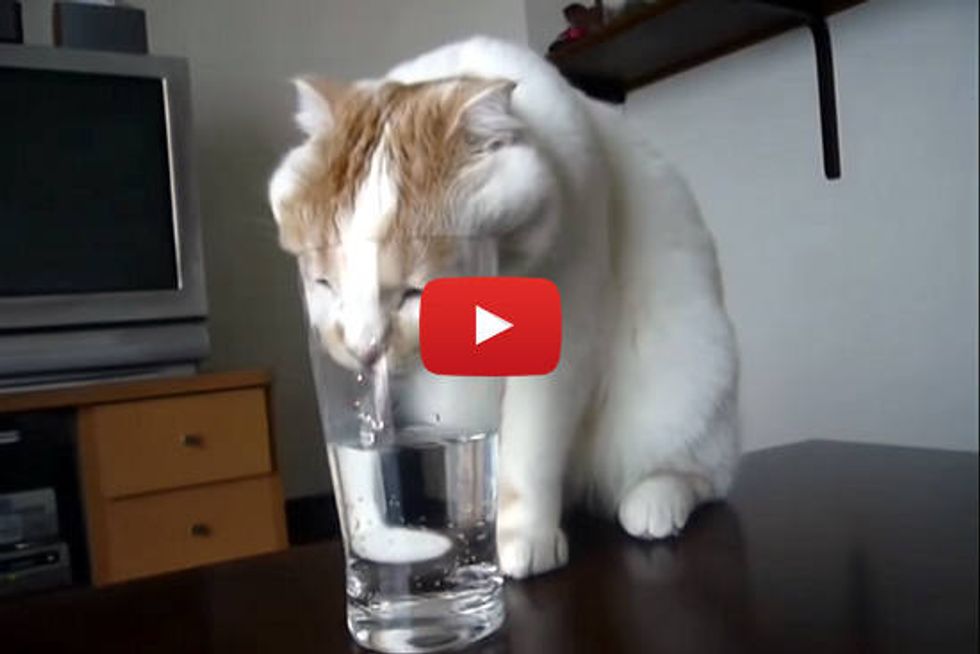 Drinking From His Human's Glass