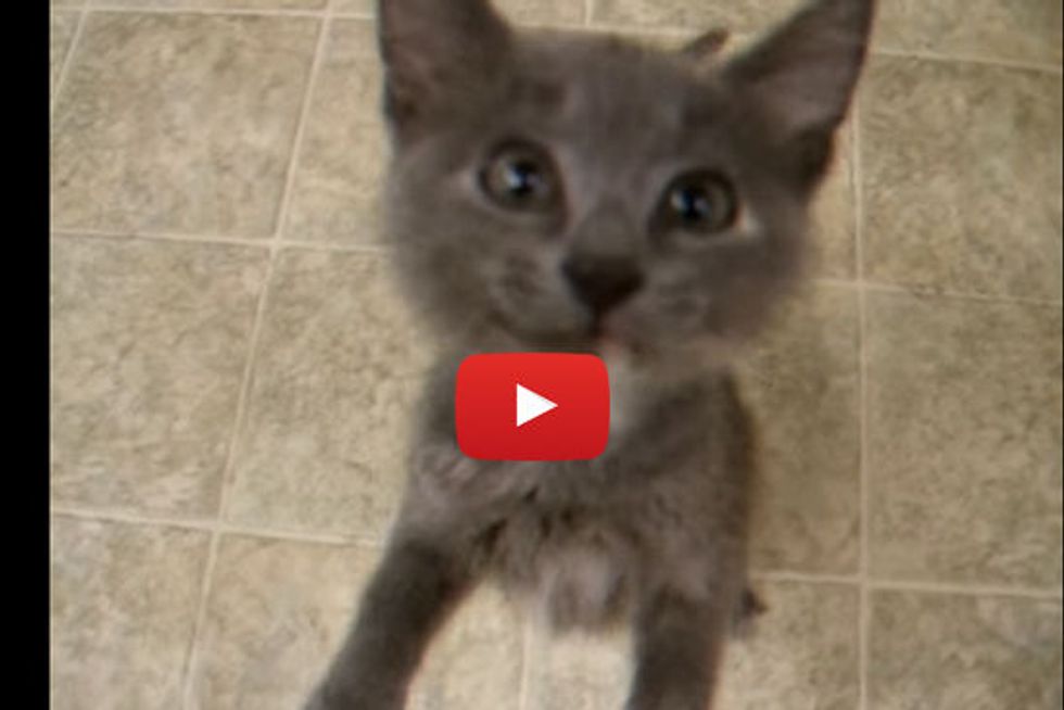 Kitten Sounds Like A Squeaking Door