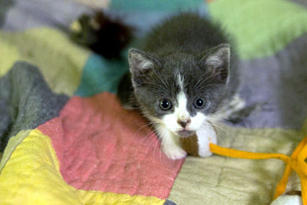 Kitten Rescued From Middle Of Street