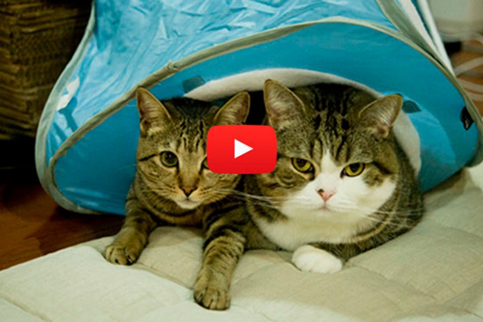 Maru, Hana And One Tent