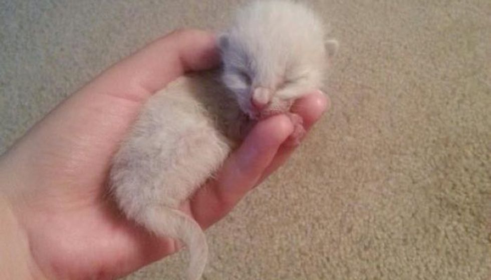 Orphaned Kitten Rescued from Highway, Then And Now