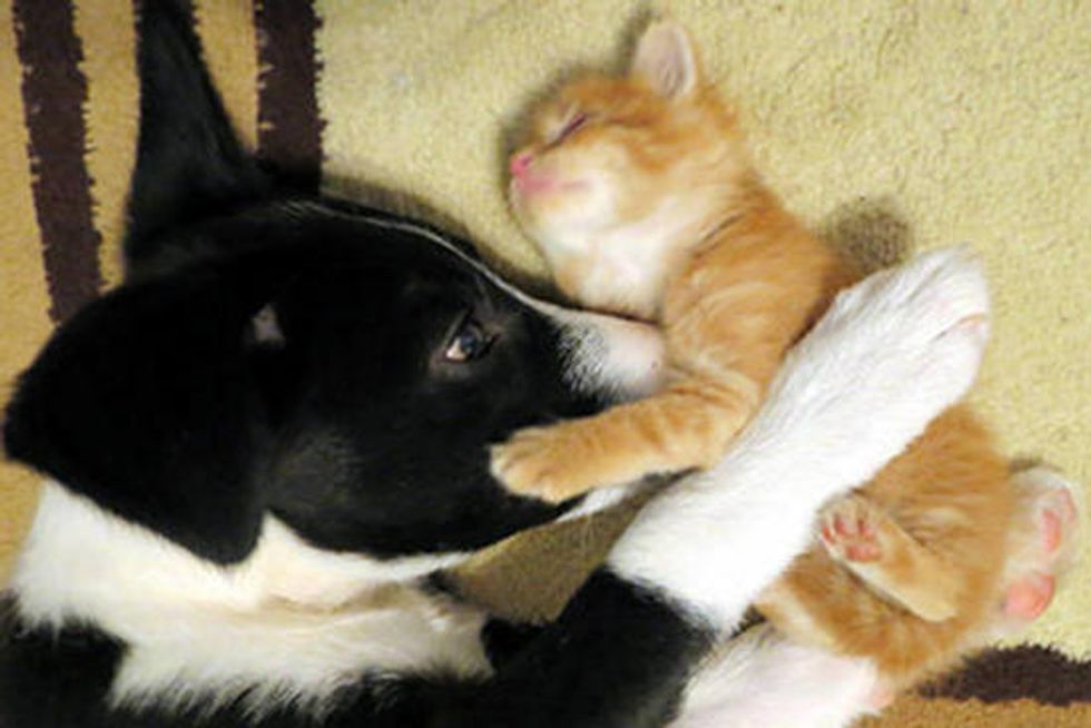 Rescue Kitten And His New Best Friend