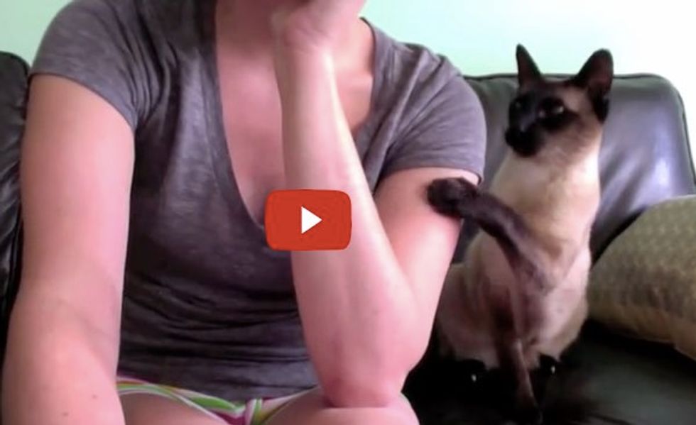 This is What It's Like to Work from Home With a Siamese Cat Around