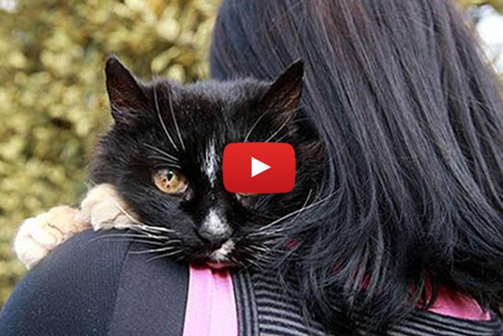 Missing Cat's Miracle Return After 13 Years