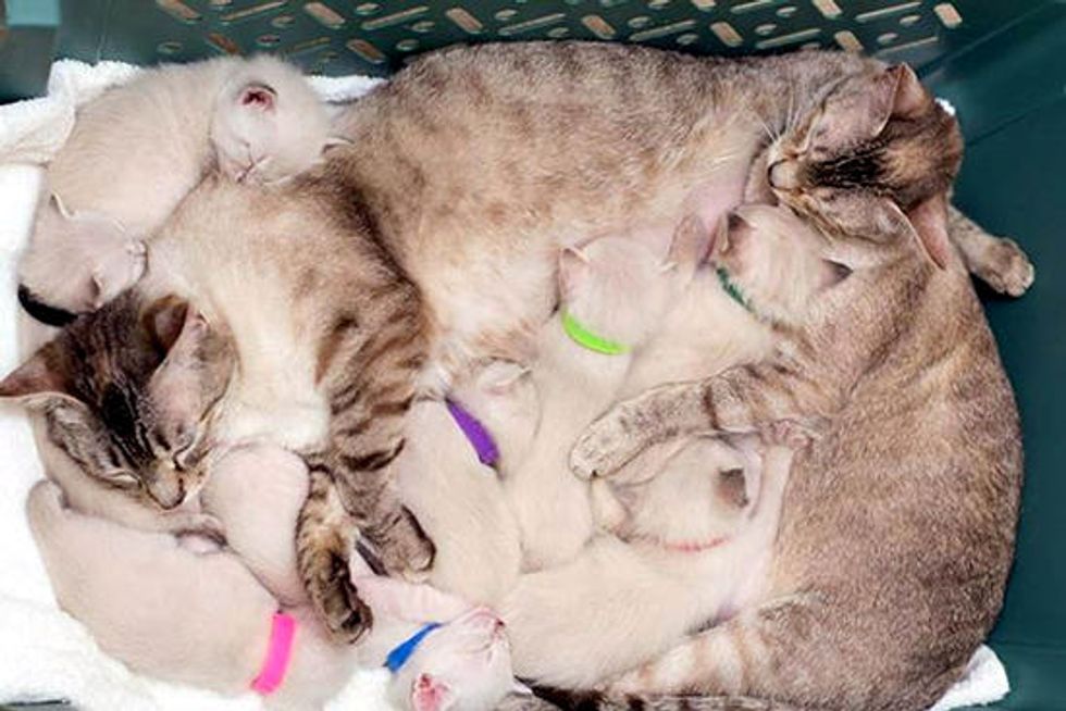 Two Rescue Cat Moms Raise Eight Kittens & Five Orphans Together. Happy Family of 15!