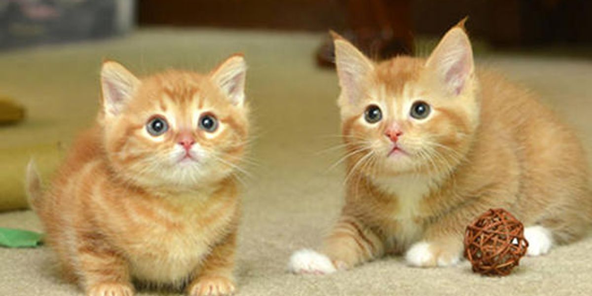 Ginger Family Gets A Second Chance At Life - Love Meow