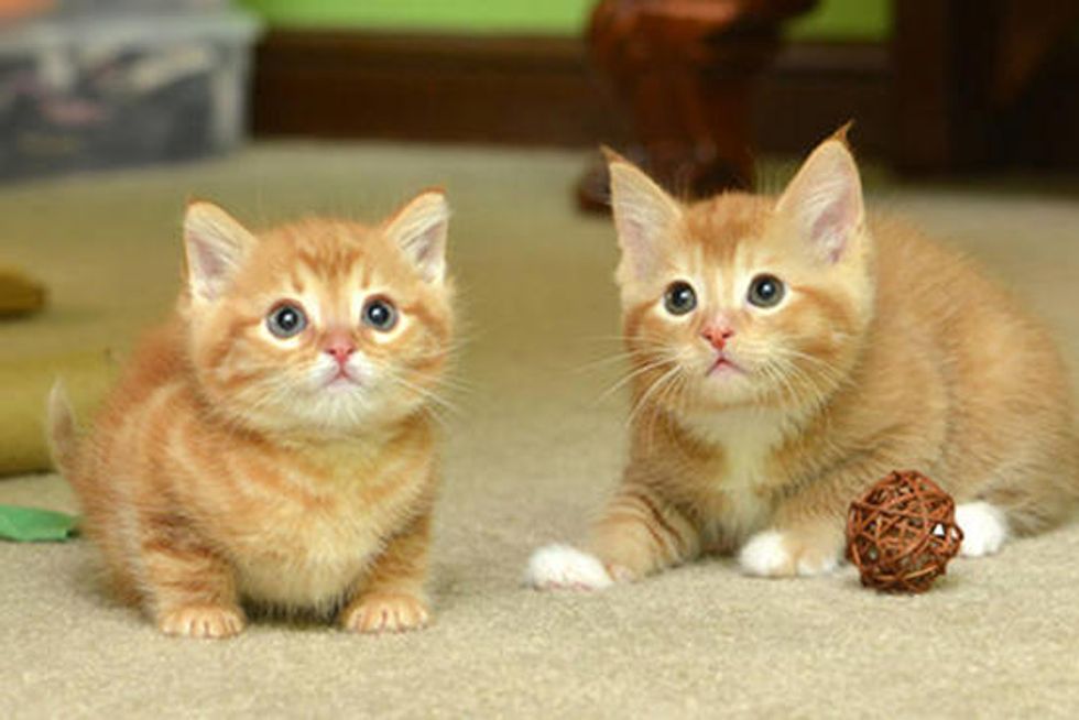 Ginger Family Gets A Second Chance At Life