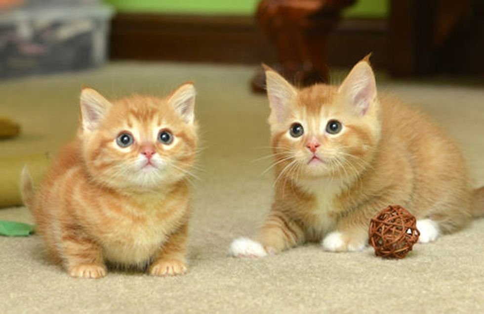 Ginger Family Gets A Second Chance At Life - Love Meow