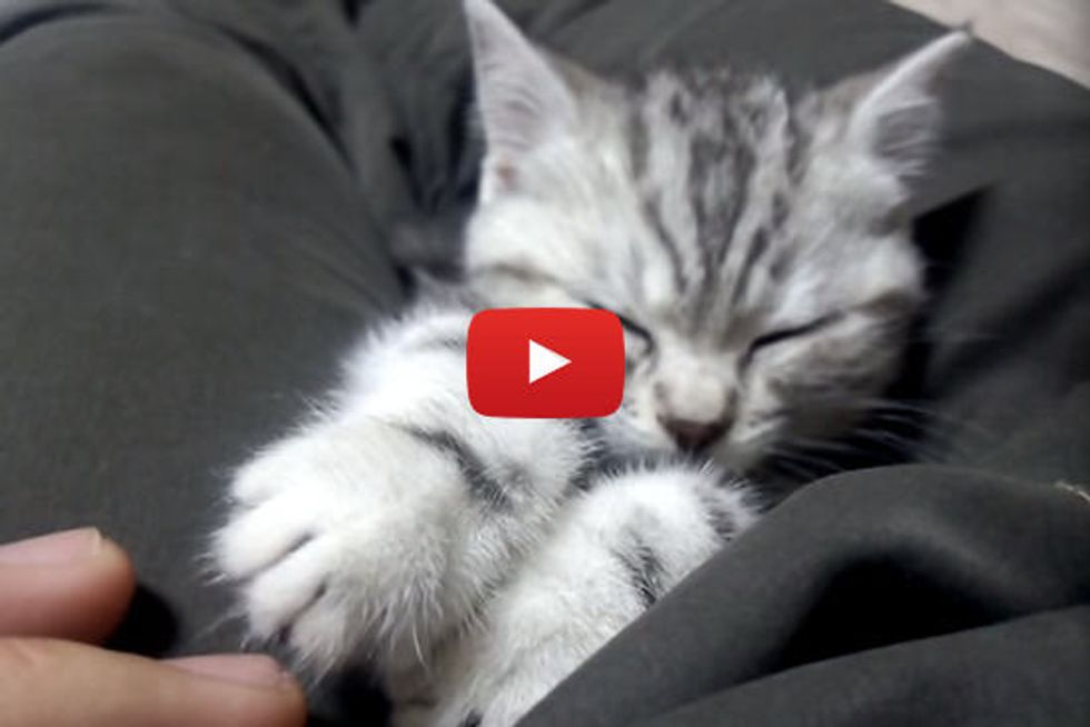 Sleepy Kitty Still Wants To Play