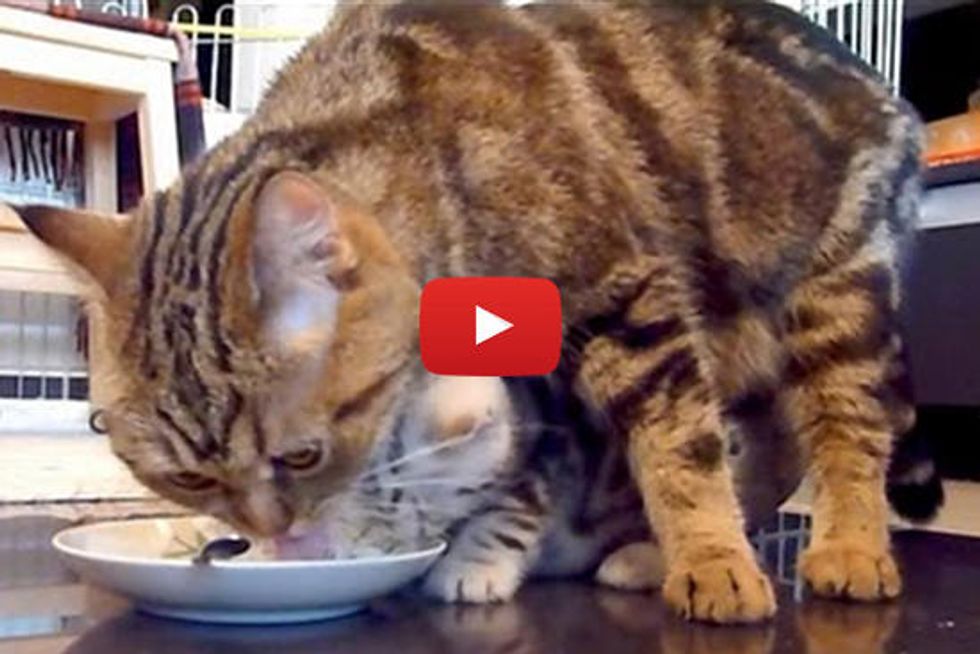 Cat Mama Teaching Kitten To Eat From Plate