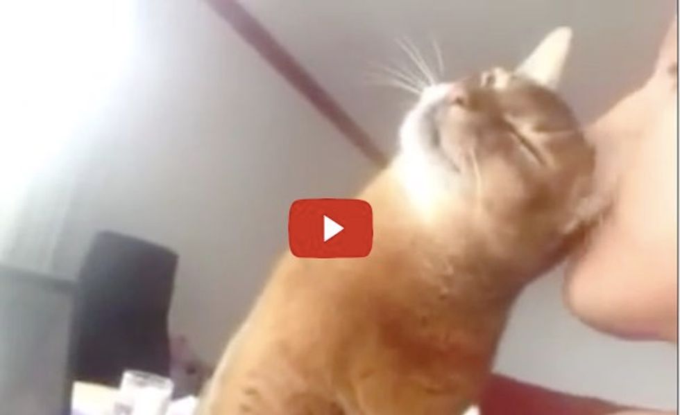 Abyssinian Cat Wants More Kisses Meow!