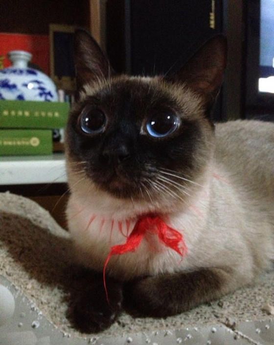 Bootsy The Cat With Anime Eyes Love Meow