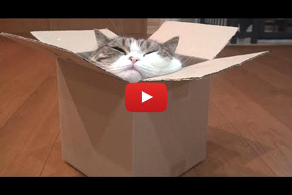 Maru And Box