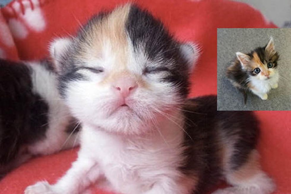 Cali The Orphan Kitten Saved By A Vet