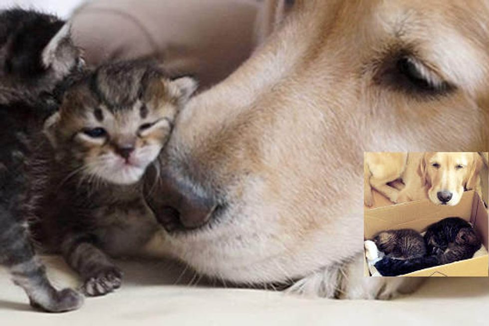 Dog Becomes Father To Rescue Kittens