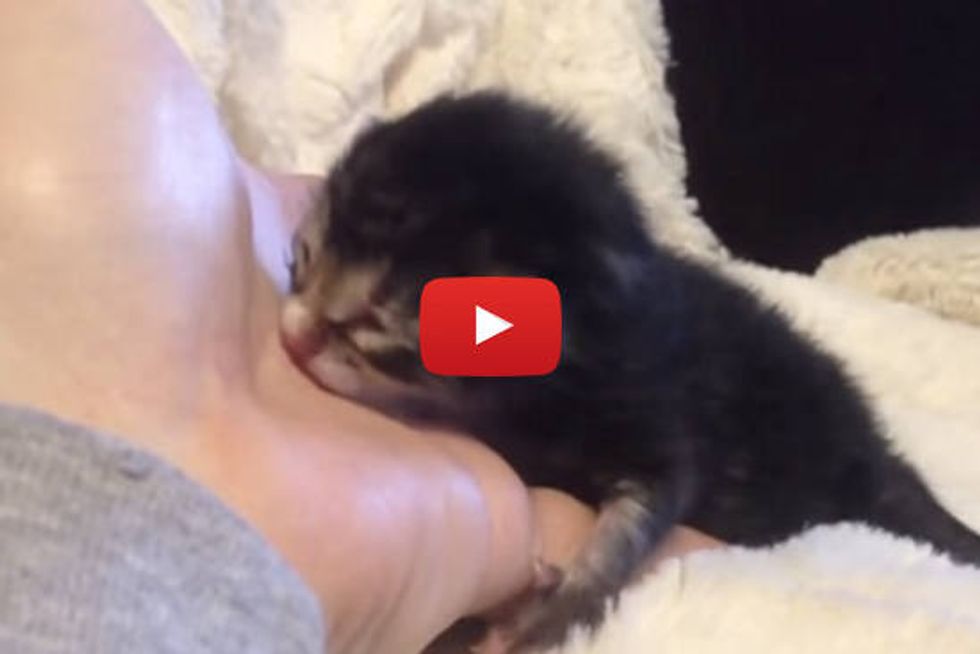 Newborn Rescue Kitten