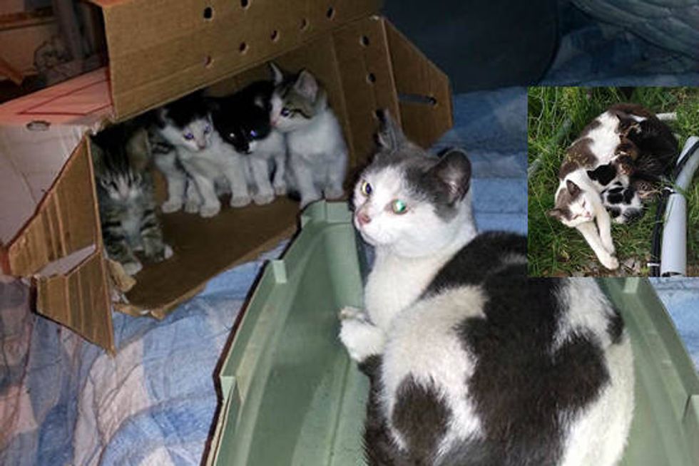 Feral Family Of Six Found A Second Chance