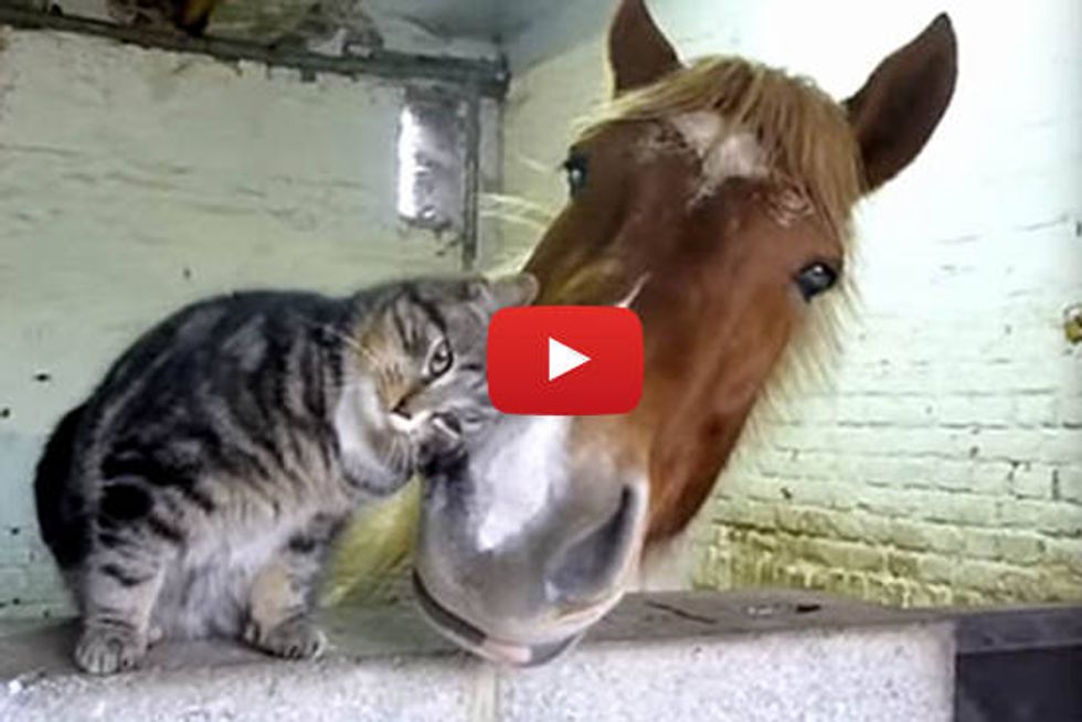 Affectionate Cat Cuddles With Horse