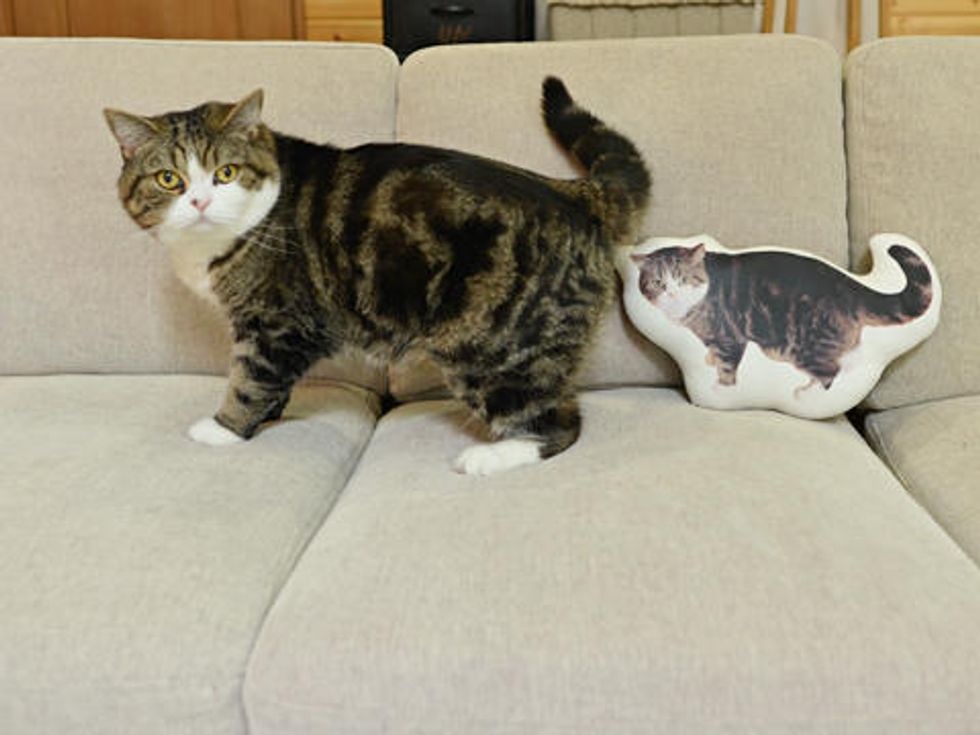 Maru, Hana And Mouseshaped Kitty Scratcher Love Meow