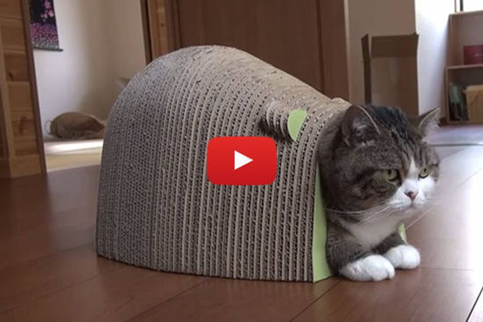 Maru, Hana And Mouse-shaped Kitty Scratcher