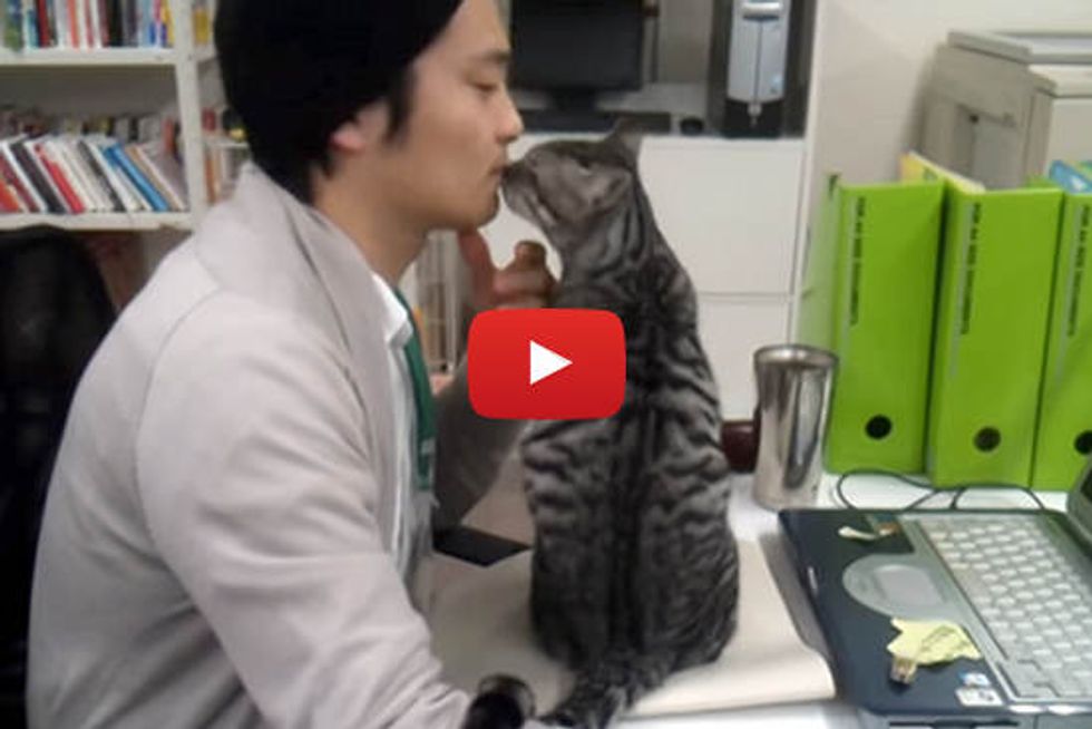 Rescue Cats, Monta And Nobita, Become Office Cats
