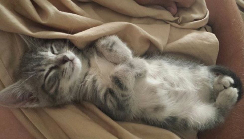 Ash the Kitten Hitched a Ride to His Forever Home!