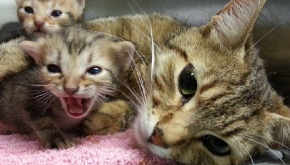 Cat Mama Partially Paralyzed Continues to Give Her Babies Unconditional Love