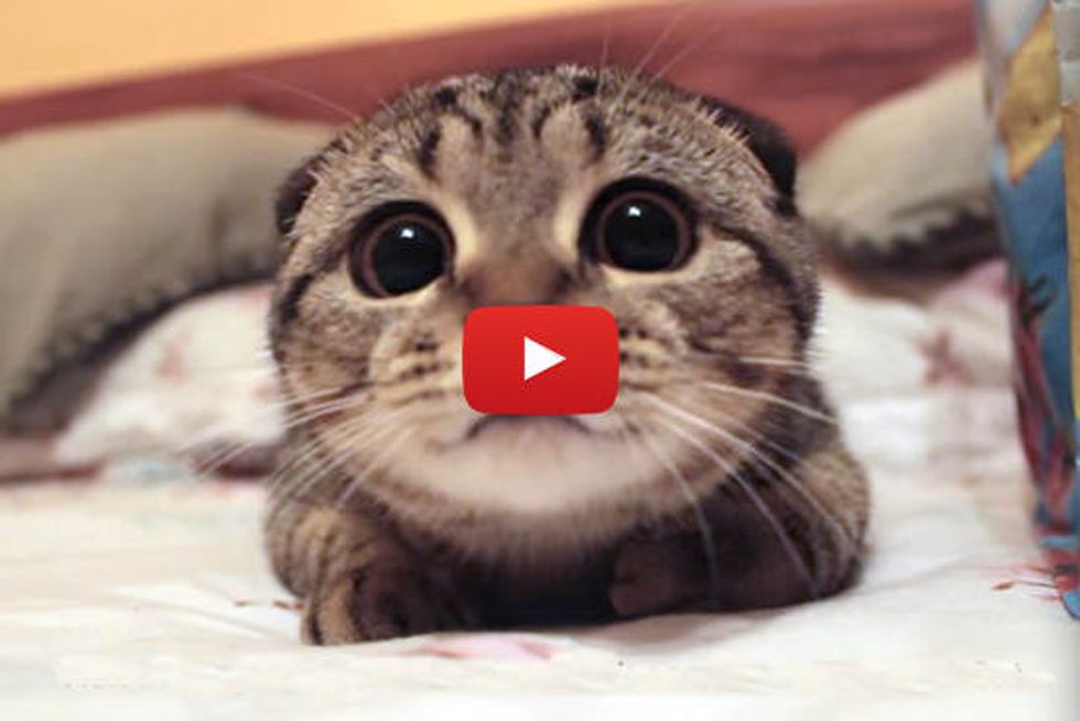 Scottish Fold Kitten On The Prowl