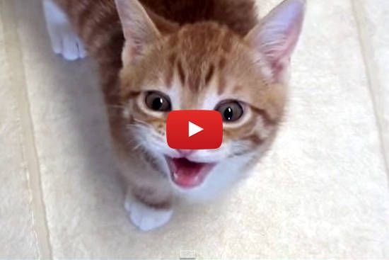 kitten sounds video