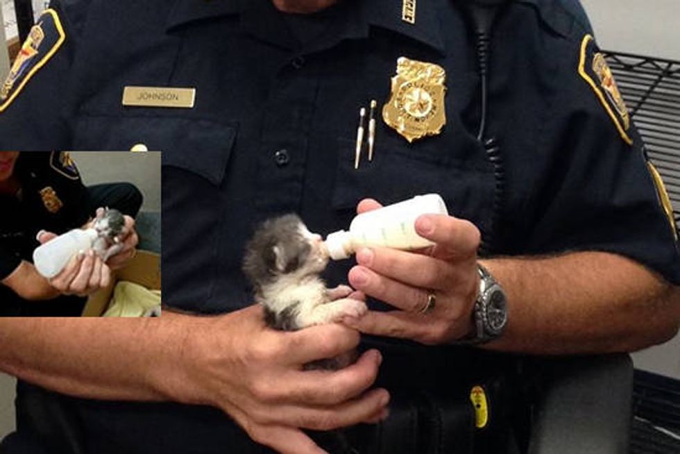 Police Officers Rescued Kittens And Are Caring For Them