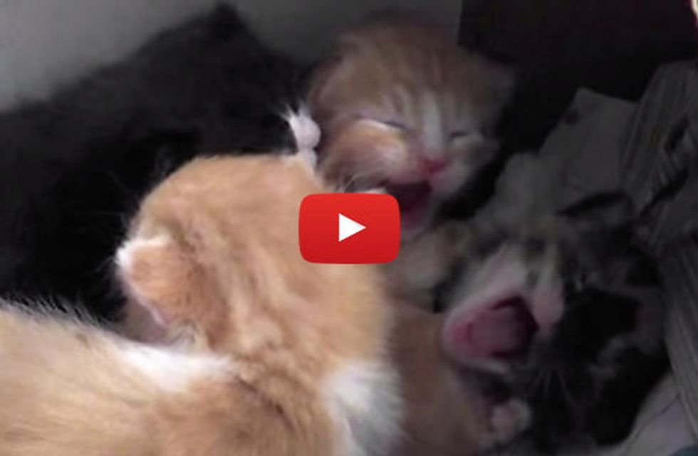 Cute Foster Kittens Making Each Other Yawn