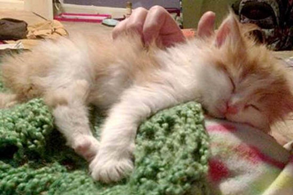 Kitten Found On Roadside: Then & Now