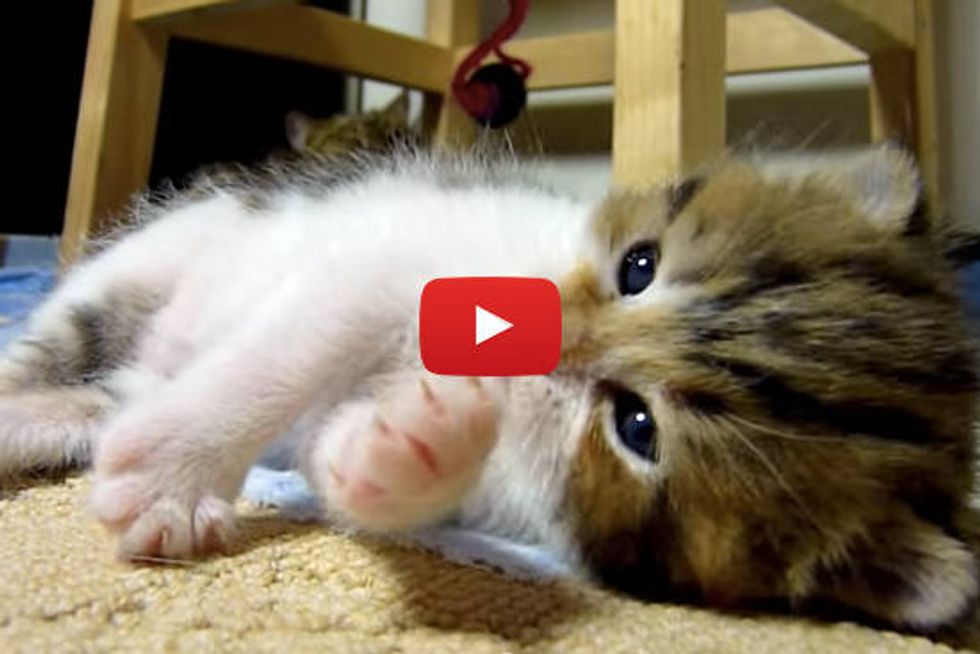 Kitten Falling Asleep While Playing