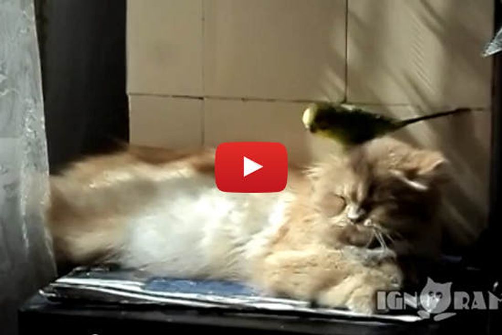 Cat Getting Preened