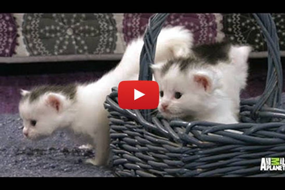 Precious Tiny Turkish Van Kittens - Too Cute!