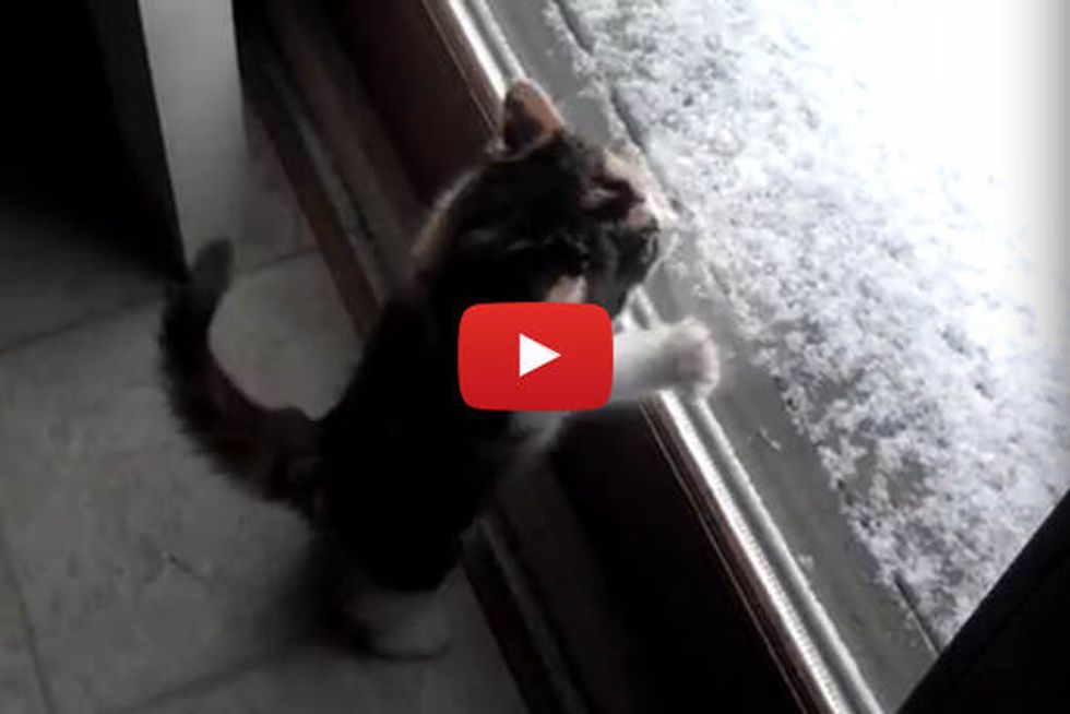 Kitten Excited To See Snow