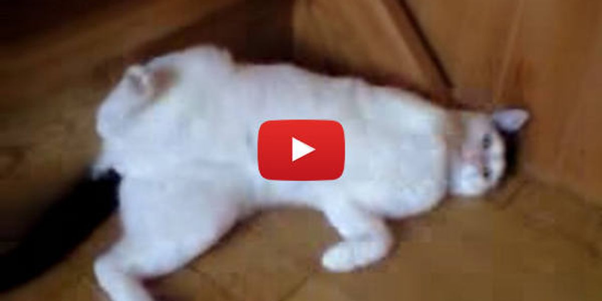 Cat Loves Sliding Down The Stairs Love Meow