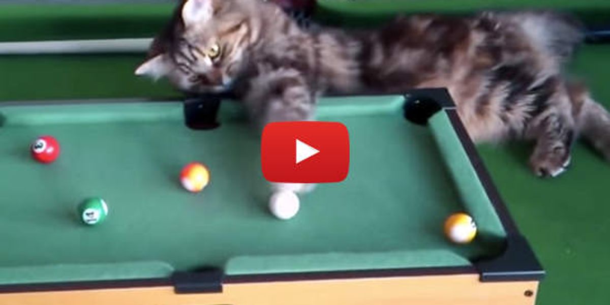 Cats Playing Pool Love Meow