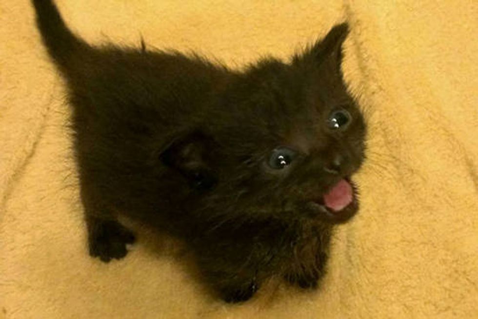 Tiny Foster Kitten