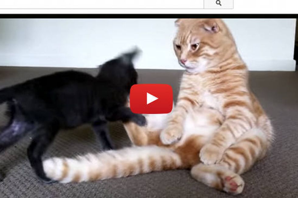 Real Life Garfield?