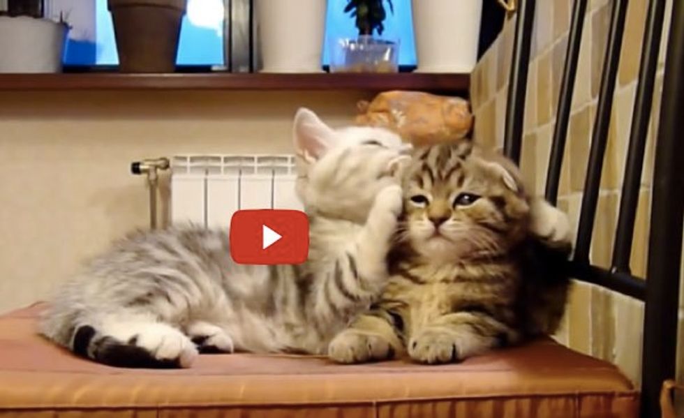 These Two Kitty Buddies Adore Each Other. Be Prepared to Aww!