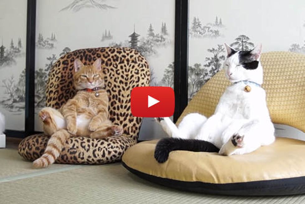 Cats Sitting In Chairs