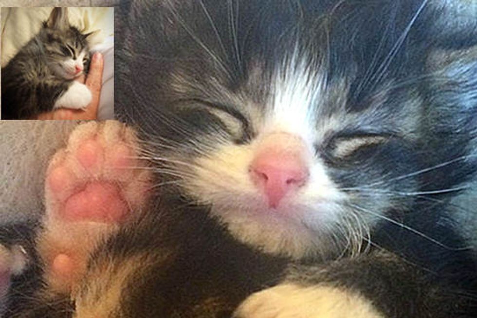 Felix The Cat Will Steal Your Heart
