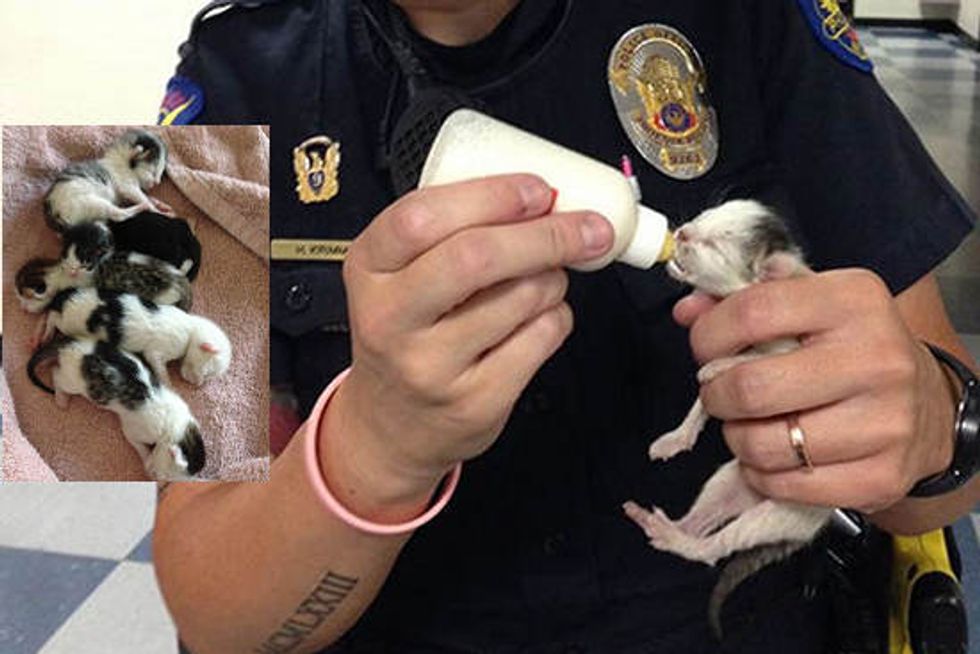 Police Officers Save Kittens And Care For Them