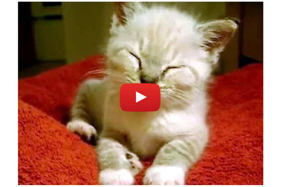 Cute Kitten Falling Asleep
