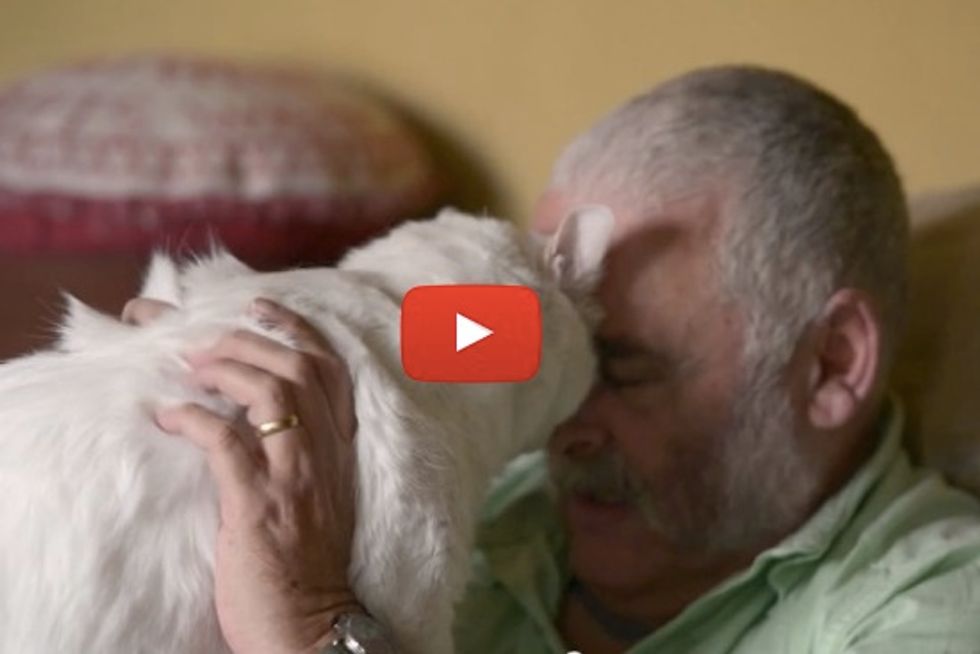 Elisas The Caring Cat Helps His Veteran Dad From PTSD