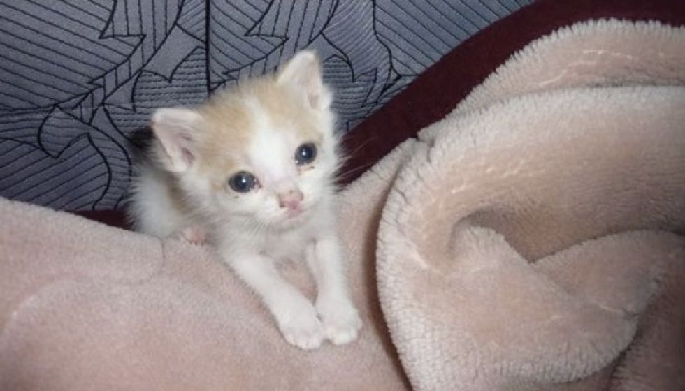 Young Boy Saves Kitten and Changes His Life Forever!